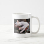 Siamese Kitten Mugs