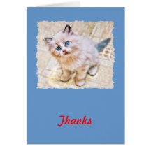 Siamese Kitten with Soulful Blue Eyes Card