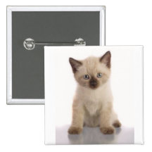 Siamese kitty button