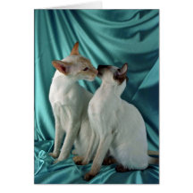 Siamese, red point & seal point greeting cards