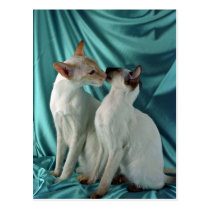Siamese, red point & seal point postcards
