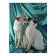 Siamese, red point & seal point post cards