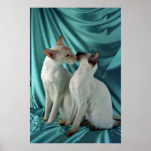 Siamese, red point & seal point poster