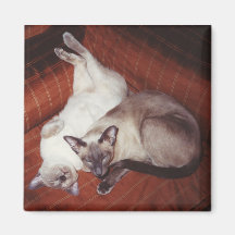 Siamese Tortie and Seal Point Cats Magnets