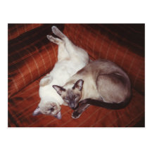 Siamese Tortie and Seal Point Cats Postcard