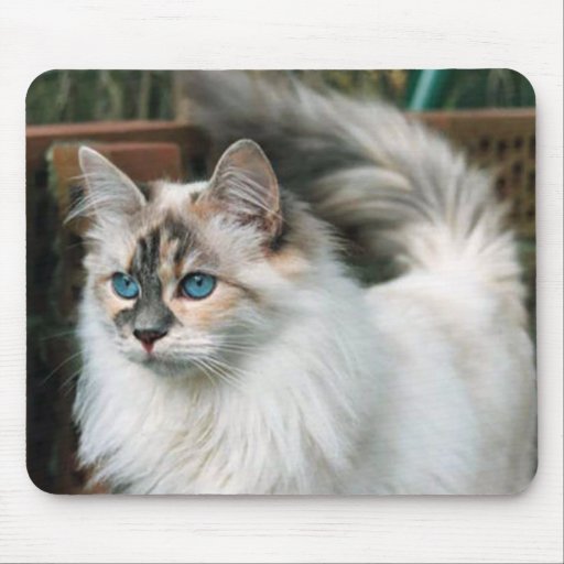 siberian cat mousepad