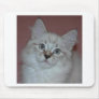 Siberian Colorpoint Kitten on products Mouse Pad