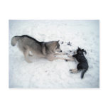 Siberian Huskies postcards