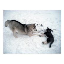 Siberian Huskies Postkarten