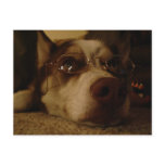 Siberian Husky (5) postcards