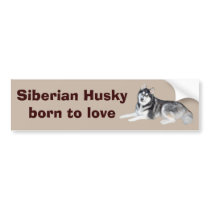 Siberian Husky Beautiful Bumper Sticker
