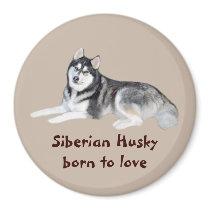 Siberian Husky Beautiful Magnet