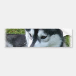 Siberian Husky Bumper Sticker