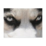 Siberian Husky Demon 4