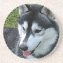 Siberian Husky Dog Coasters