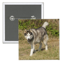 Siberian Husky Dog Pinback Buttons