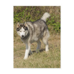 Siberian Husky Dog postcards