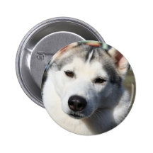 Siberian Husky Dog Round Button