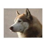 Siberian Husky Dogs postcards