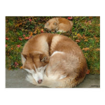 Siberian Husky & German Klein Spitz Pomeranian postcards