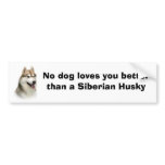 Siberian Husky Gorgeous Bumper Sticker bumper stickers