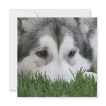 Siberian Husky Invitation