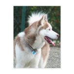 Siberian Husky postcards