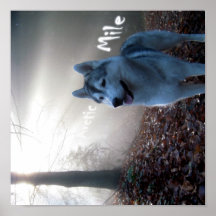 Siberian Husky - Poster