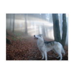Siberian Husky - Postkarte postcards