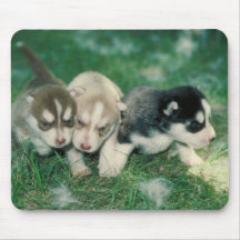 Siberian Husky Puppies Mouse Pad
