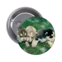 Siberian Husky Puppies Pin