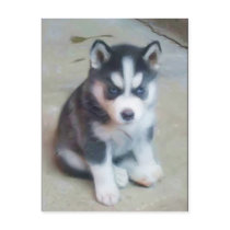 Siberian Husky puppy art postcard