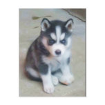 Siberian Husky puppy art postcard