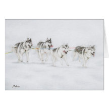 Siberian Husky Sled Dog Racing Team Cards