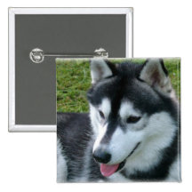 Siberian Husky Square Magnet Pinback Button