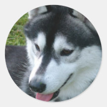 Siberian Husky Sticker