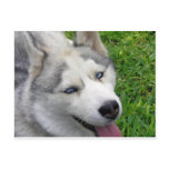 Siberian Husky Template postcards