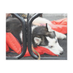 Siberian Husky trying to nap on a boat. postcards