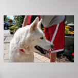 Siberian Husky Zoey 3 Posters