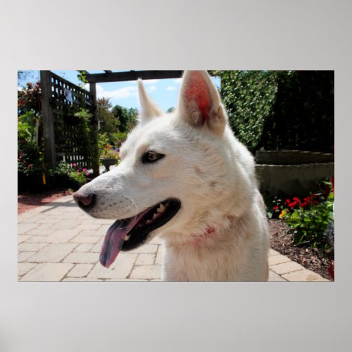 Siberian Husky Zoey 4 Posters