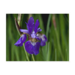 Siberian Iris Postcard