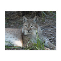 siberian lynx 017