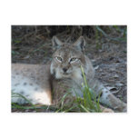 siberian lynx 017 postcards