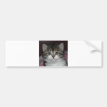 Siberian Tabby/White Kitten Bumper Sticker