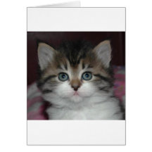Siberian Tabby/White Kitten Greeting Card