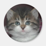 Siberian Tabby/White Kitten Magnet