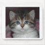 Siberian Tabby/White Kitten Mouse Mats