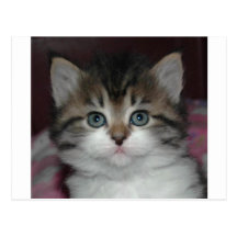 Siberian Tabby/White Kitten Post Cards