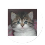 Siberian Tabby/White Kitten stickers