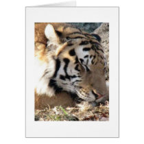 Siberian Tiger cards